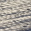 Mountain hare (Lepus timidus) running across windswept snowfield, Cairngorms National Park, Scotland. January 2010.